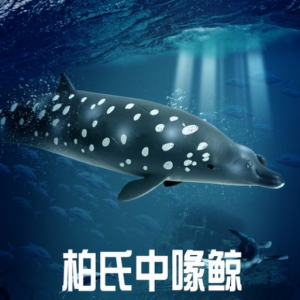 柏氏中喙鯨
