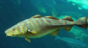 大馬哈魚