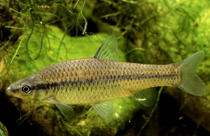 麥穗魚