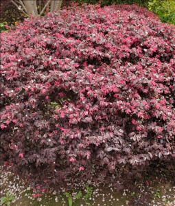 紅花檵木
