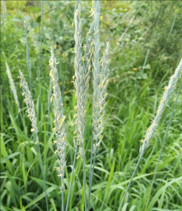 無(wú)芒披堿草