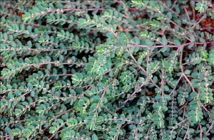 斑地錦草