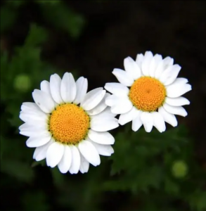 白晶菊