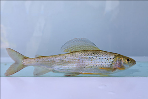 茴魚