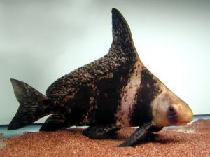 中華胭脂魚