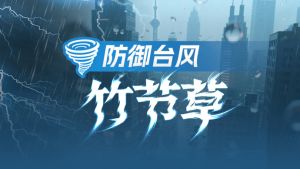 臺風竹節草 臺風竹節草